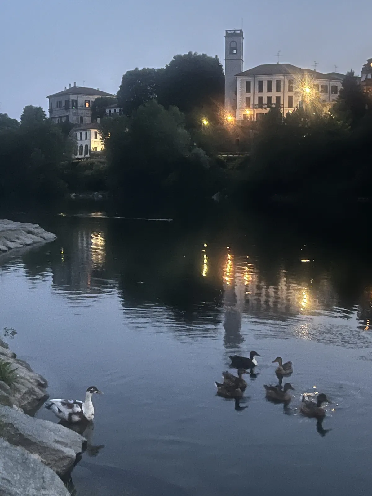Anatre sul fiume Adda